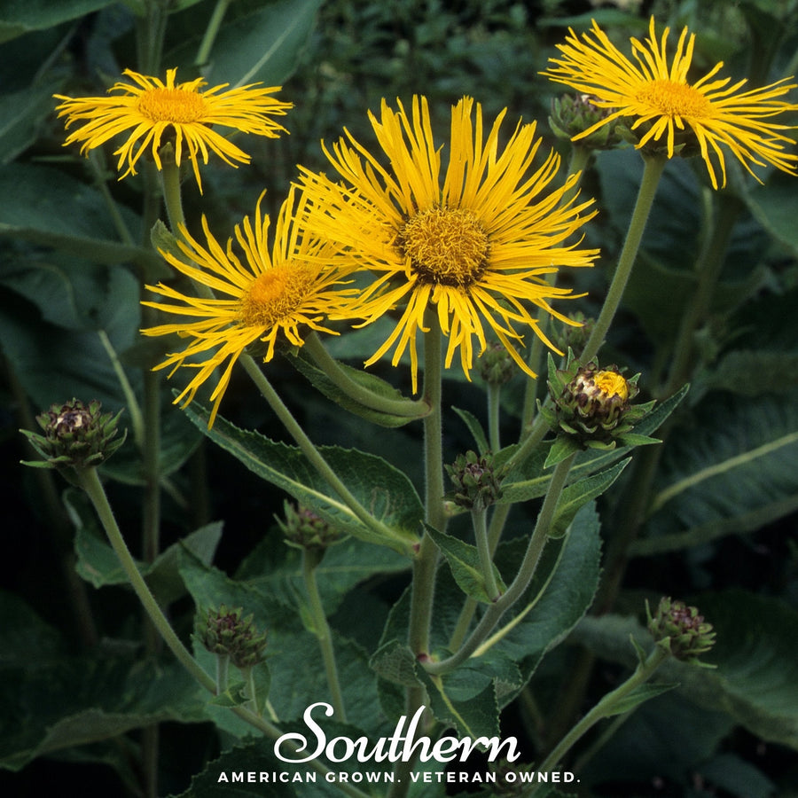 Elecampane