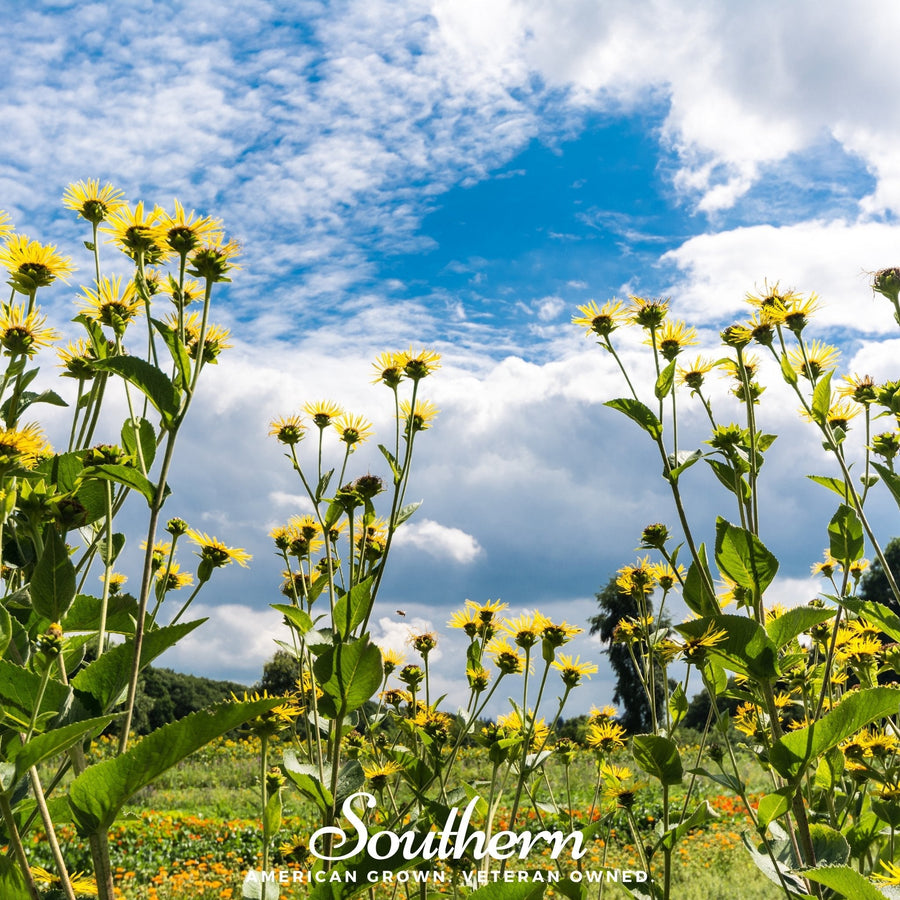 Elecampane