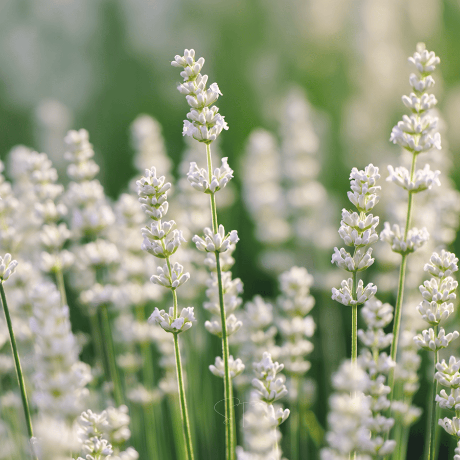 Ellagance Snow Lavender – 20 Seeds