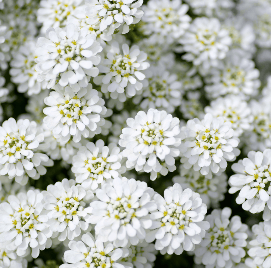 Empress Rocket Candytuft