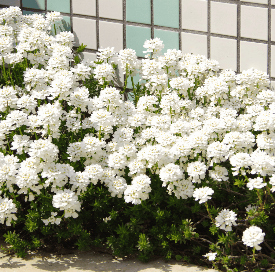 Empress Rocket Candytuft