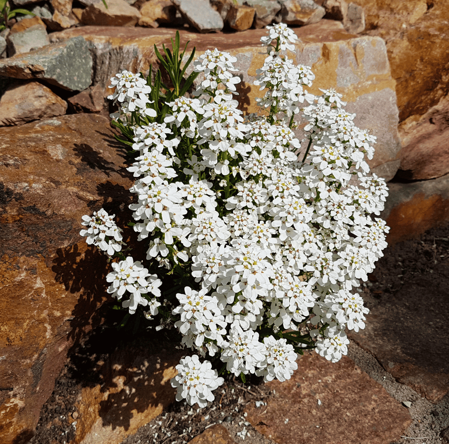 Empress Rocket Candytuft