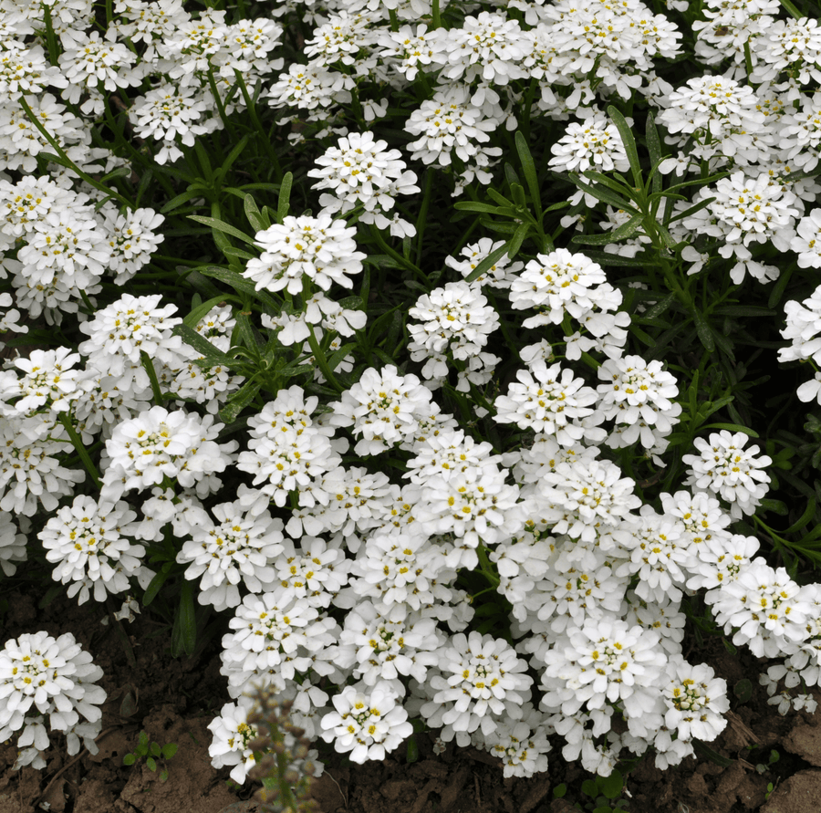 Empress Rocket Candytuft