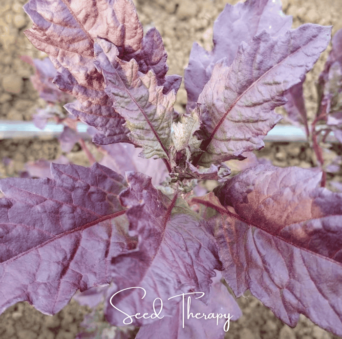 Red Oaxaca Epazote – 100 Seeds