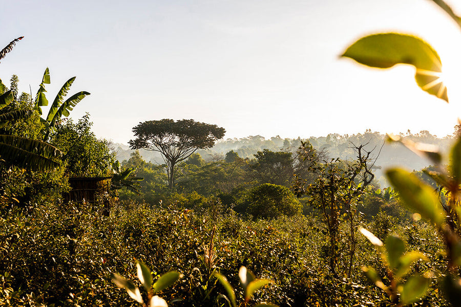 Coffee-growing landscape in the Ethiopia Limmu image gallery