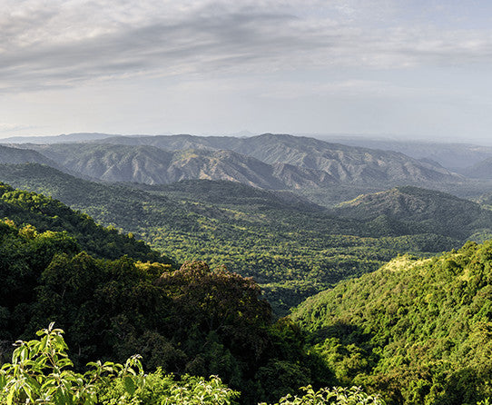 Green mountain landscape in the Ethiopian Yirgacheffe coffee image gallery