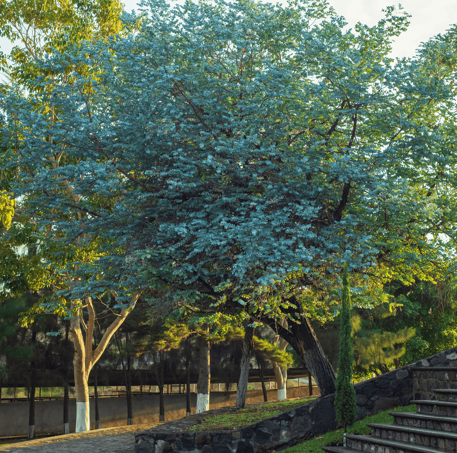 Silver Dollar Eucalyptus