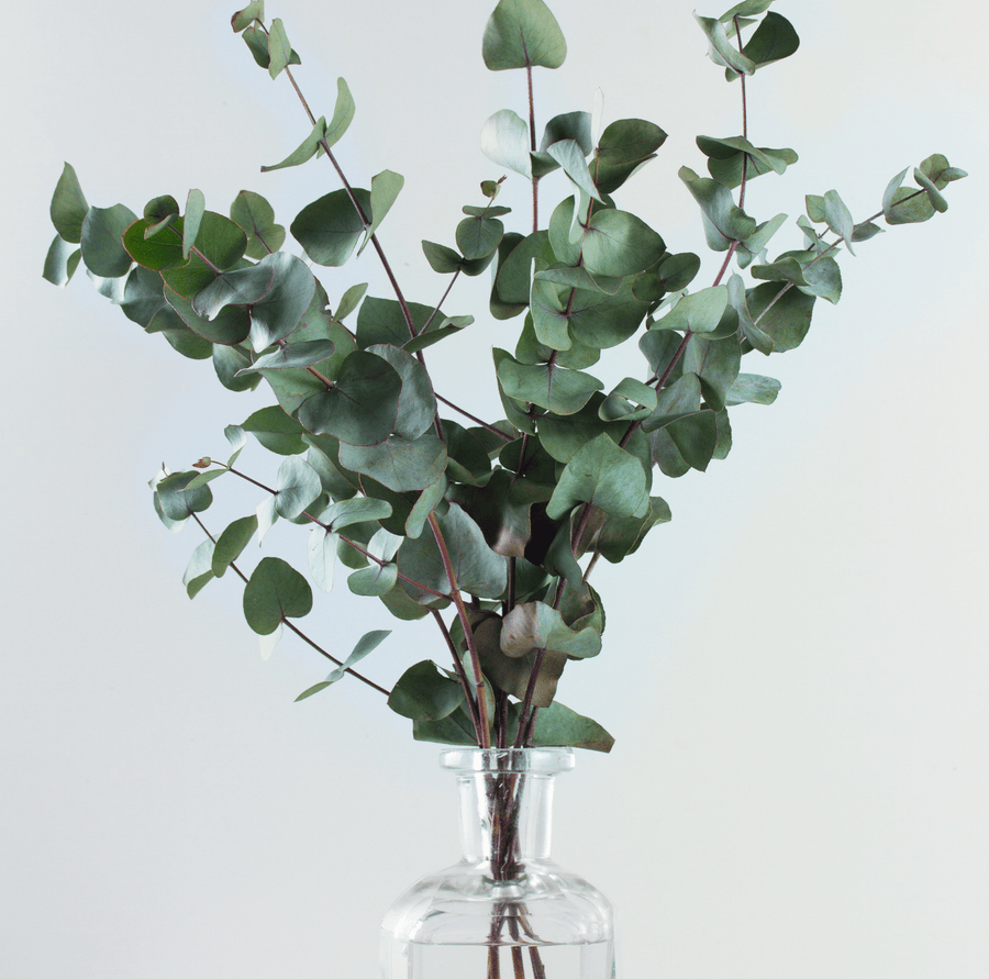 Silver Dollar Eucalyptus