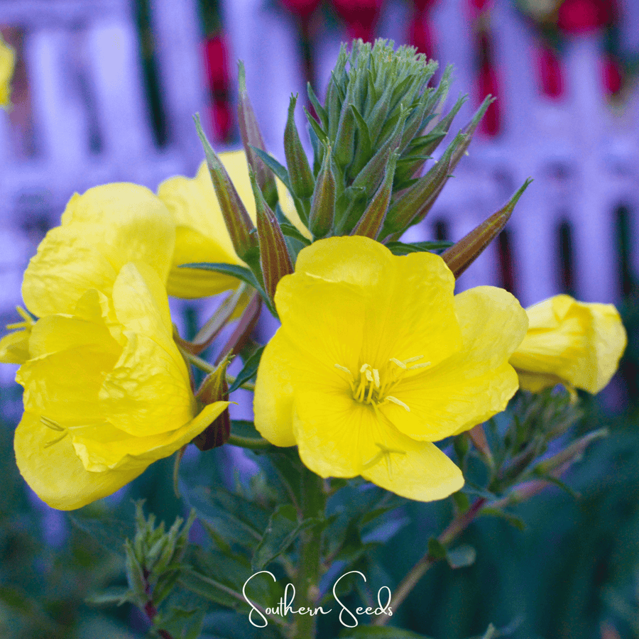 Evening Primrose – 100 Seeds