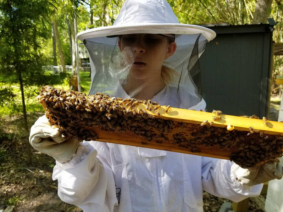 Beekeeper holding a frame covered with honeybees