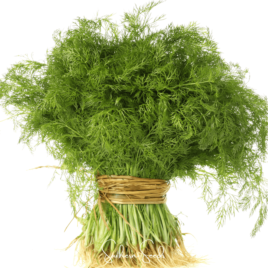 Grosfruchtiger Fennel