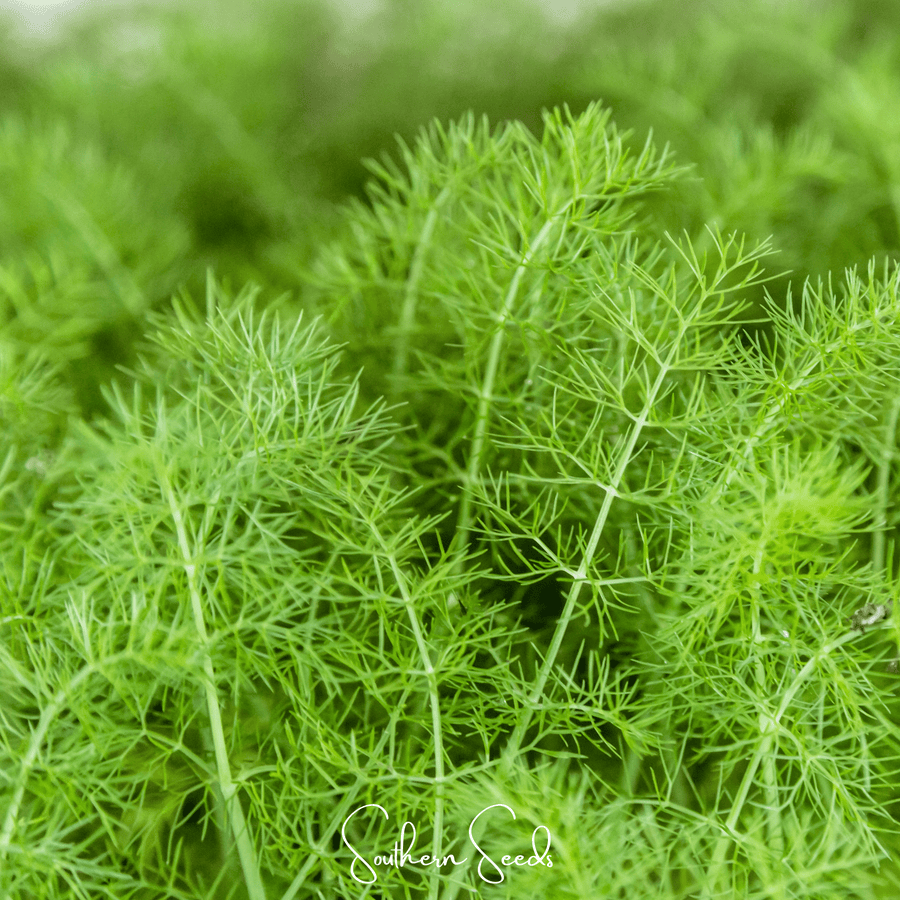 Grosfruchtiger Fennel