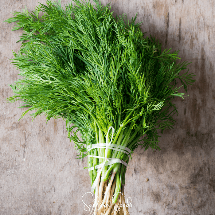 Grosfruchtiger Fennel