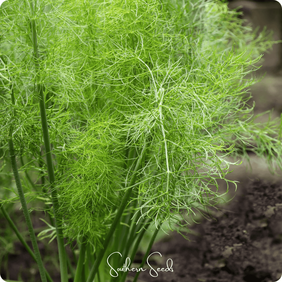 Grosfruchtiger Fennel