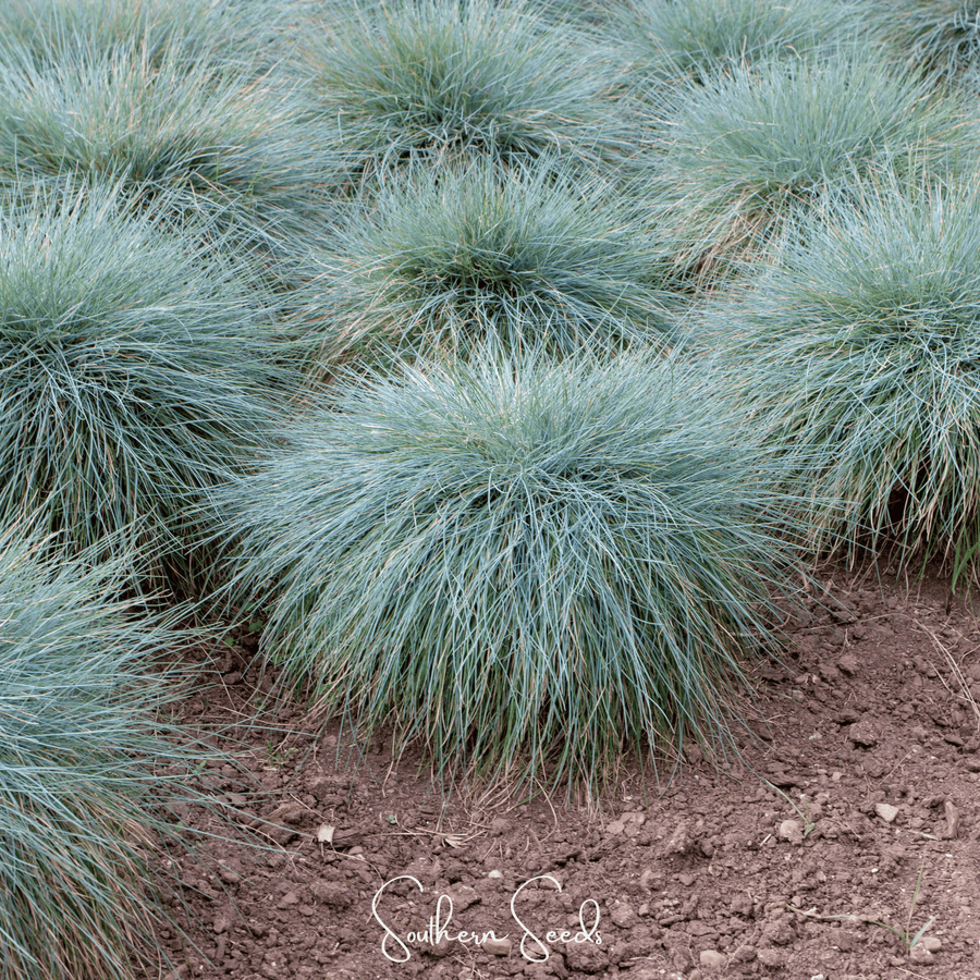 Blue Fescue – 100 Seeds