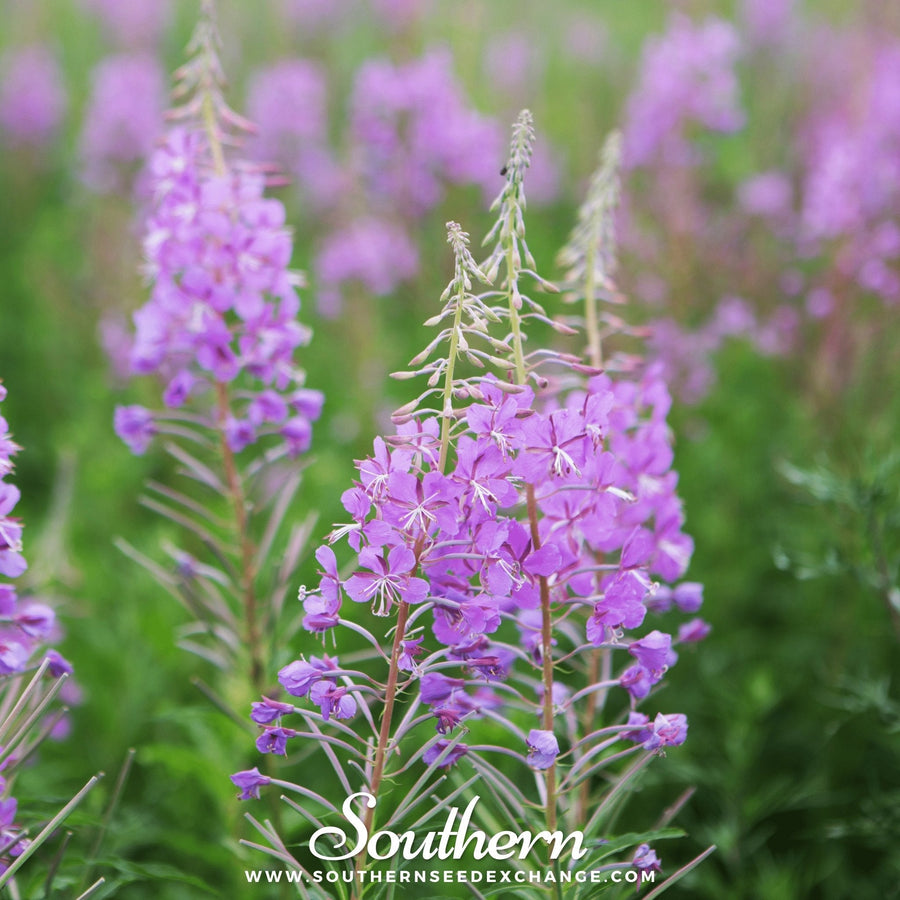 Fireweed (Willowherb)