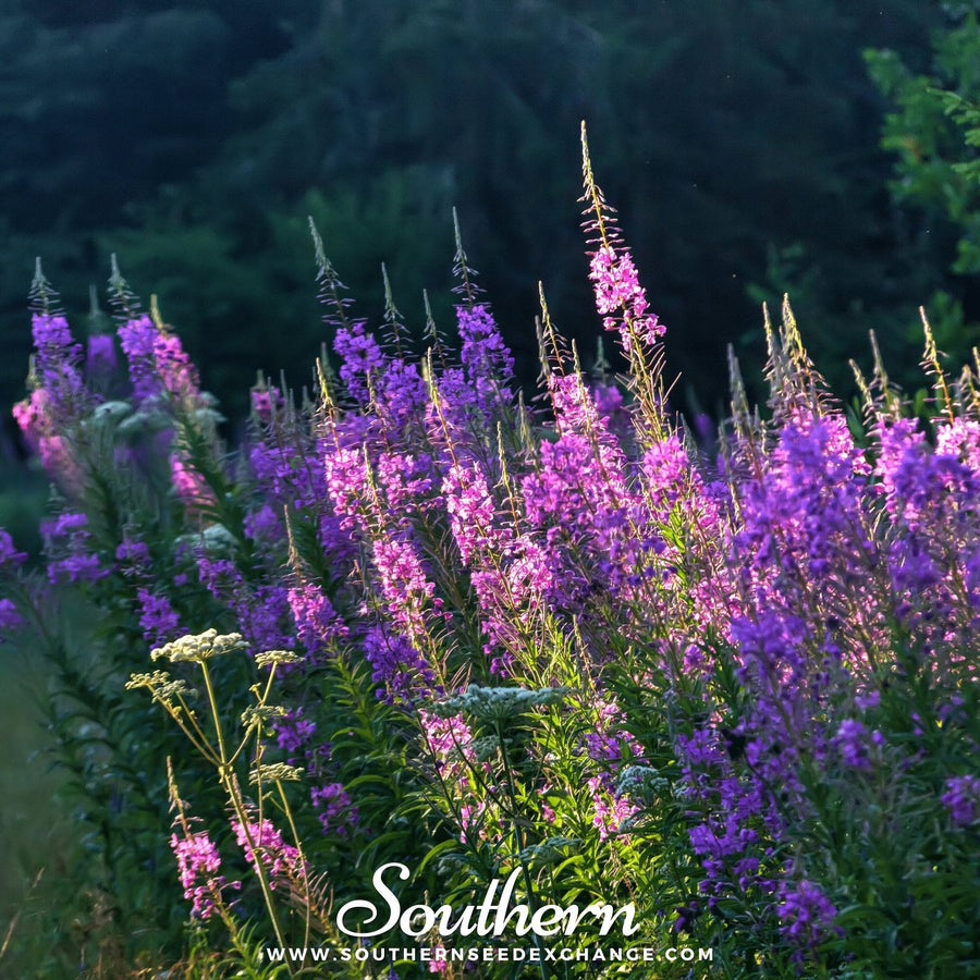 Fireweed (Willowherb)