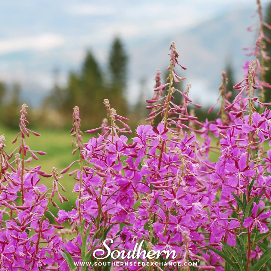 Fireweed (Willowherb)