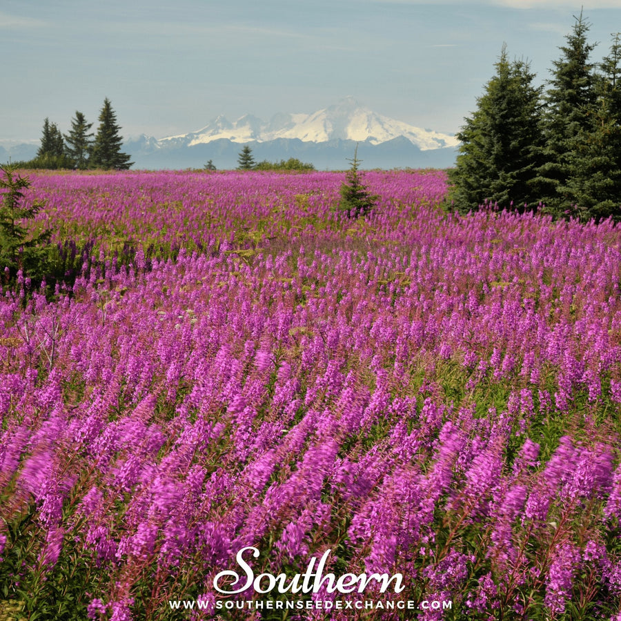 Fireweed (Willowherb)