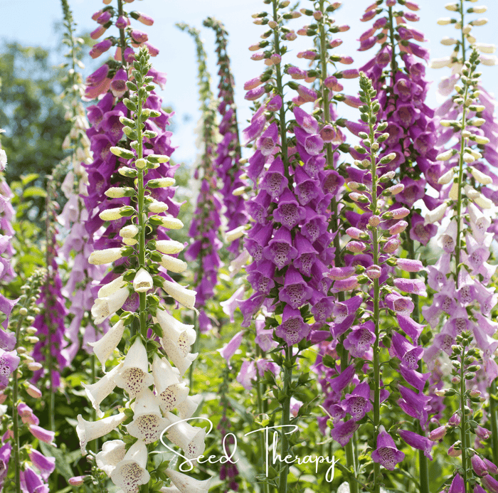 Foxy Foxglove Mix – 200 Seeds