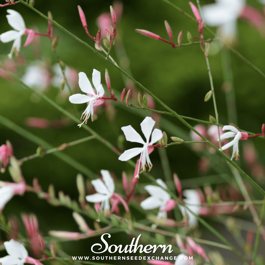 Gaura
