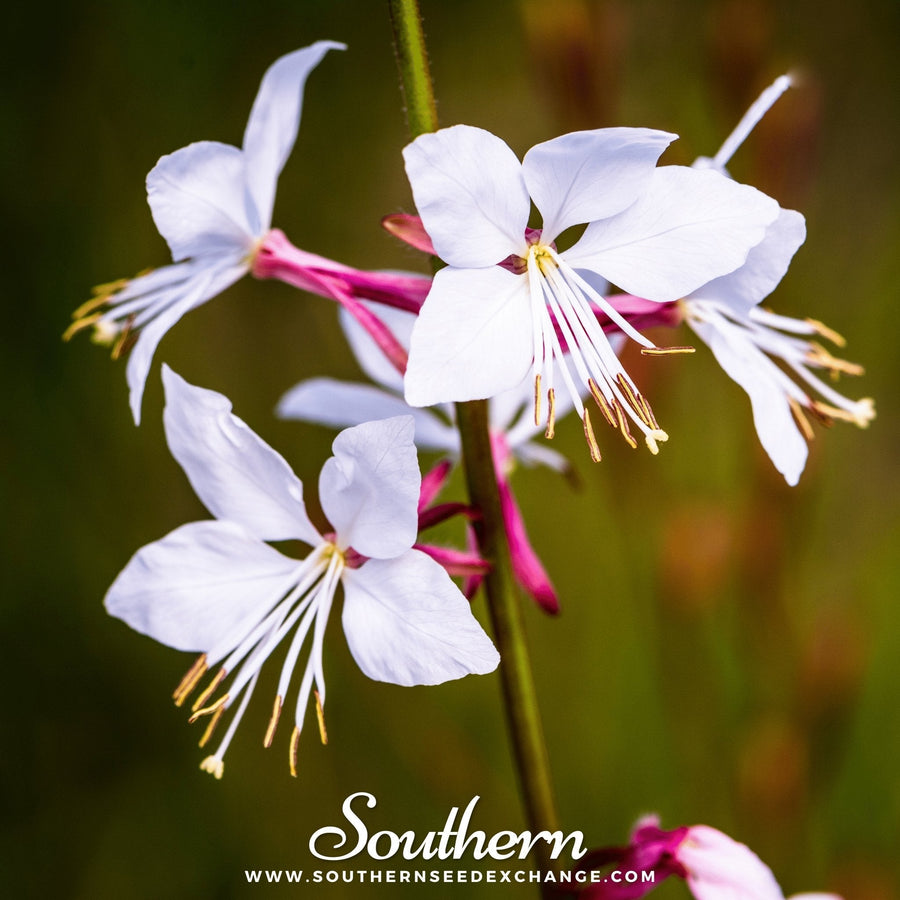 Gaura