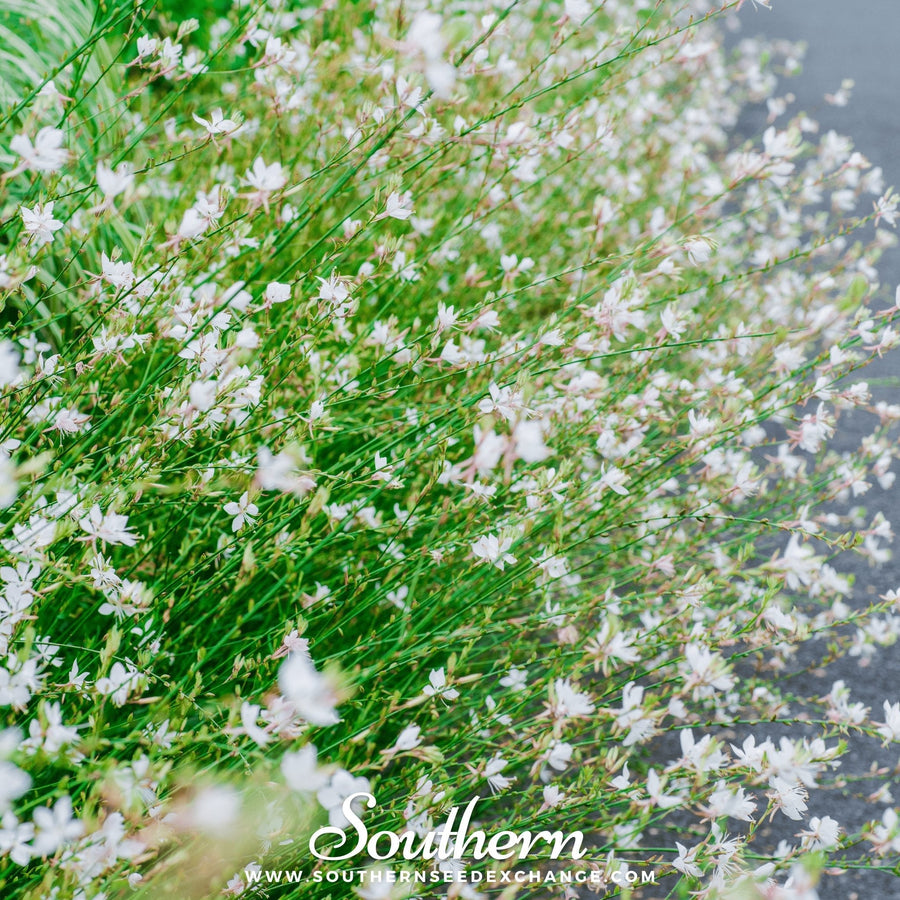 Gaura