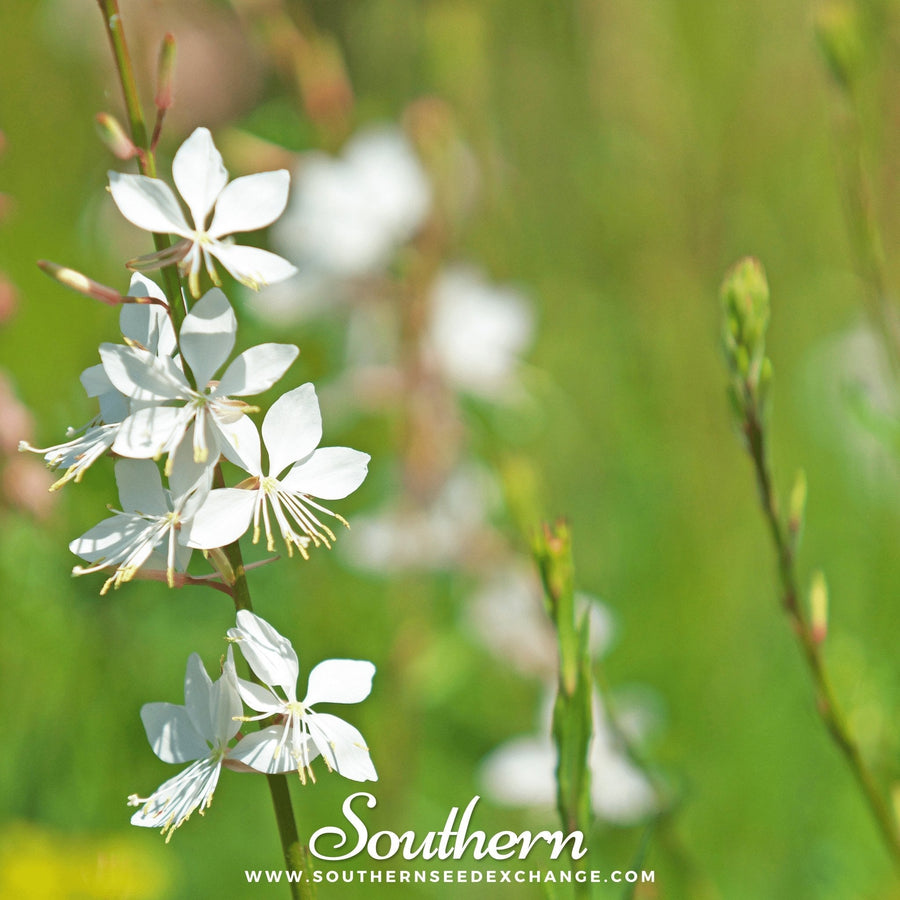 Gaura