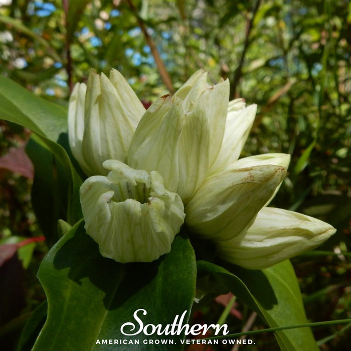 Cream Gentian