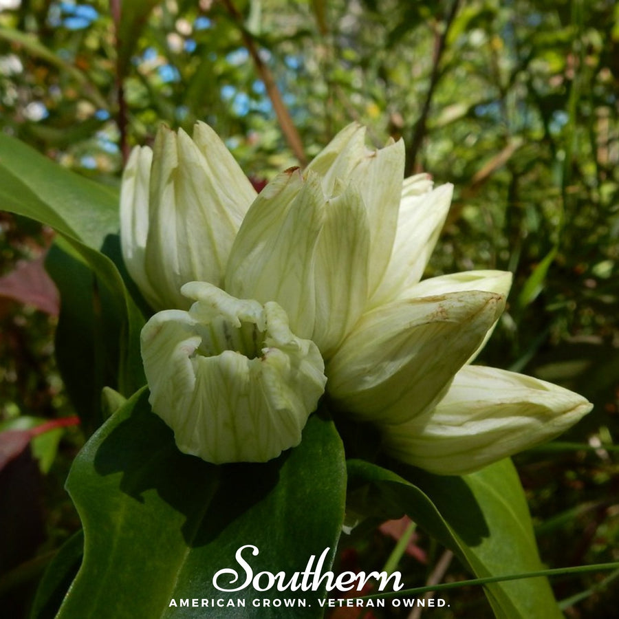 Cream Gentian