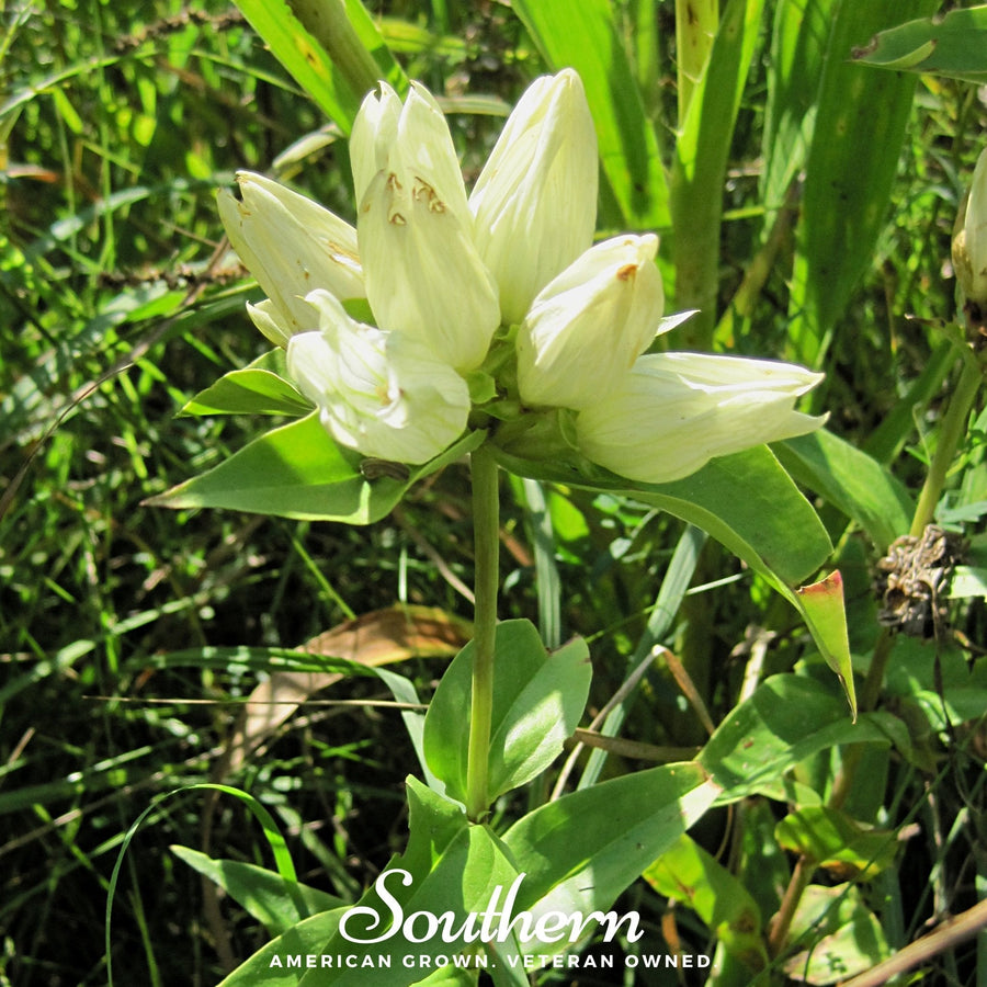 Cream Gentian