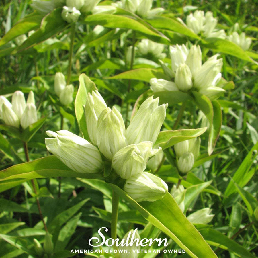 Cream Gentian