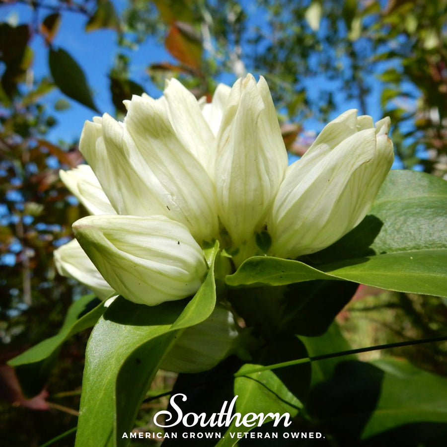Cream Gentian