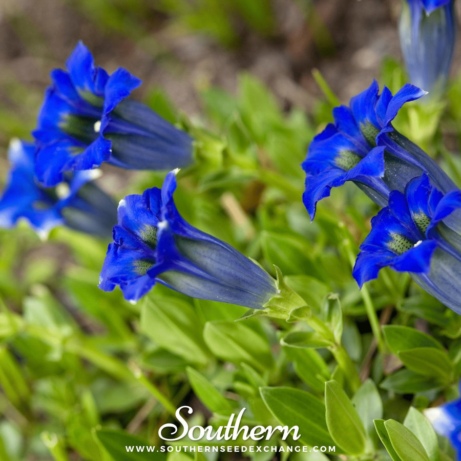 Stemless Gentian