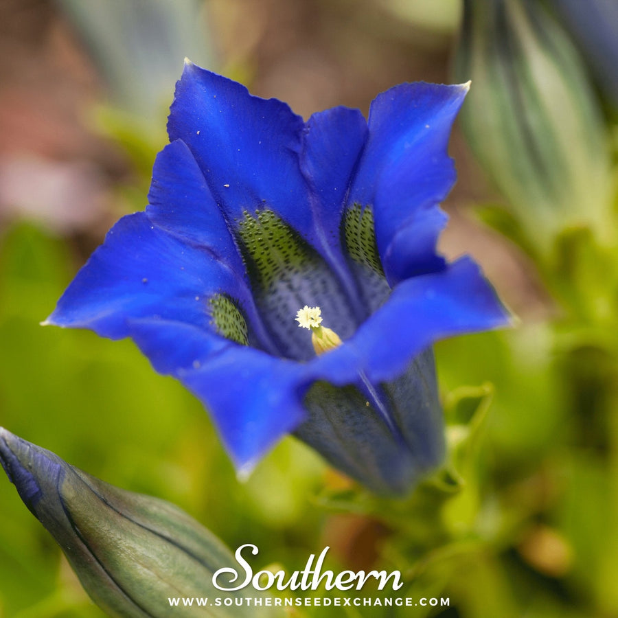 Stemless Gentian