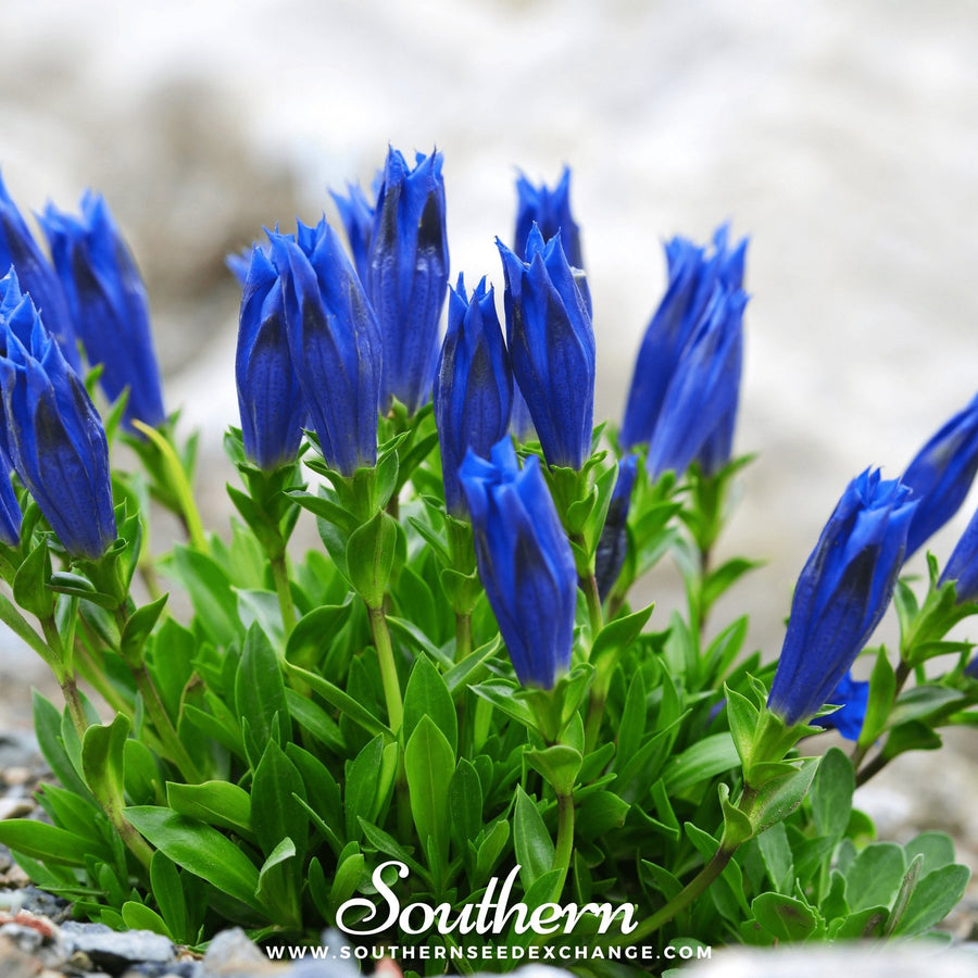 Stemless Gentian