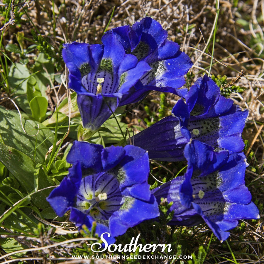 Stemless Gentian