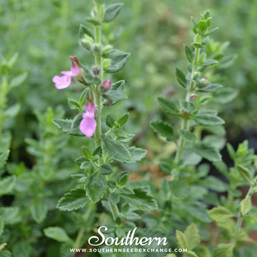 Wall Germander