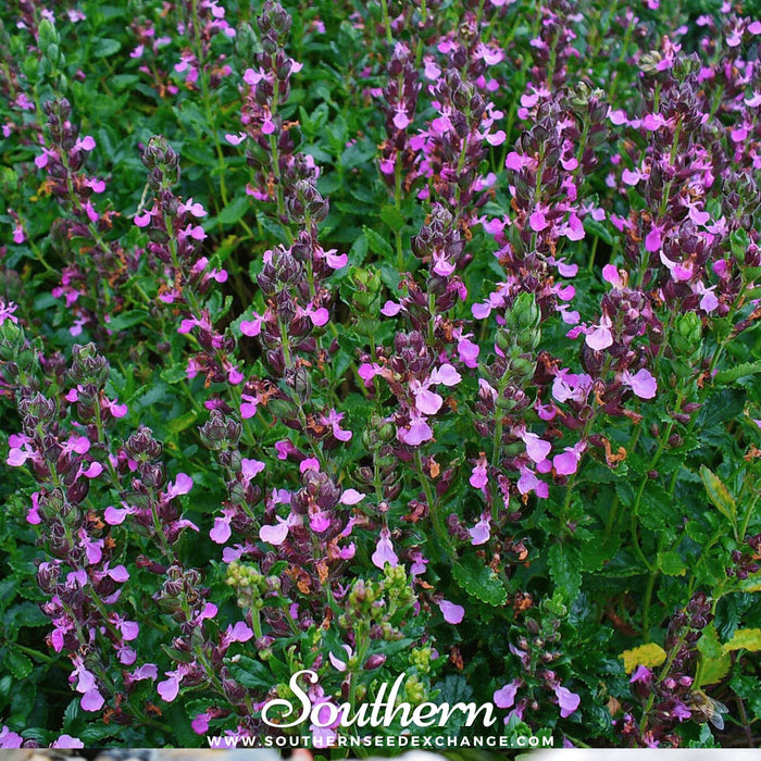 Wall Germander