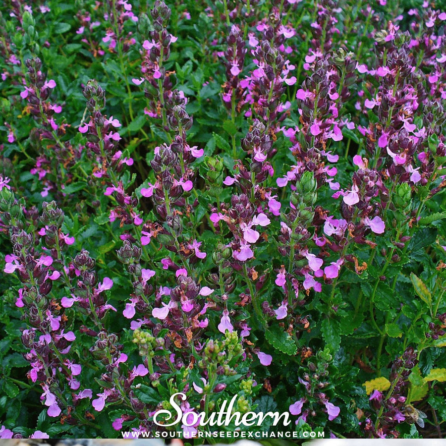 Wall Germander