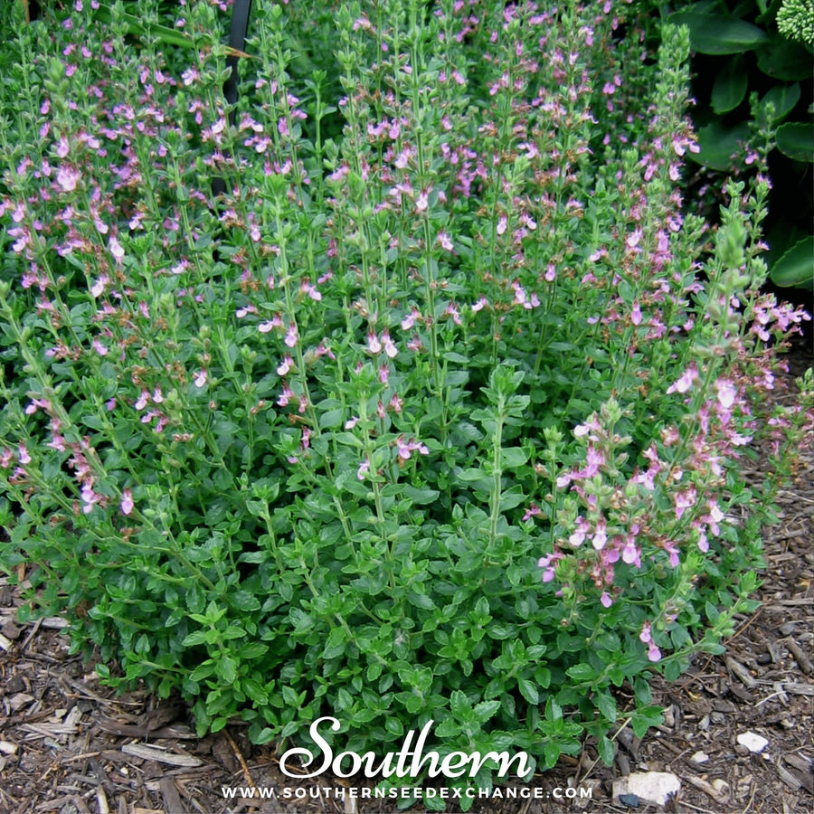 Wall Germander