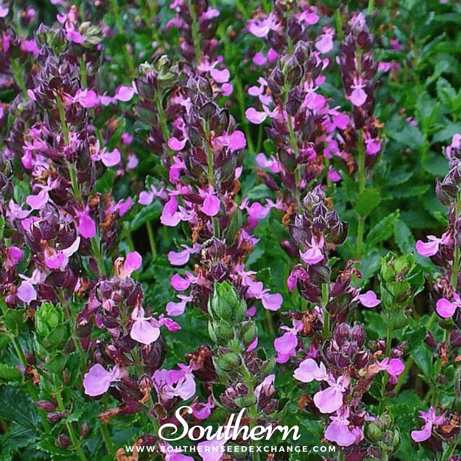 Wall Germander