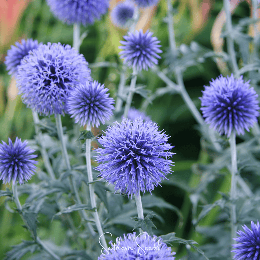 Southern Globe Thistle – 25 Seeds