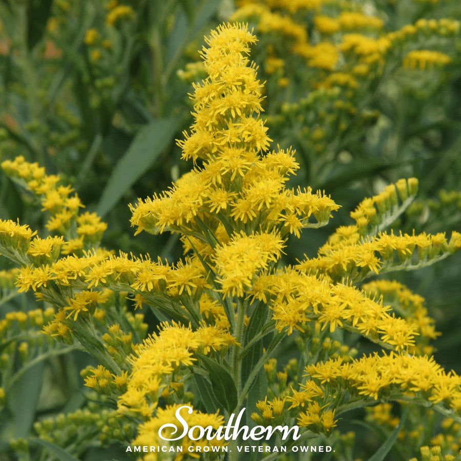 Ohio Goldenrod