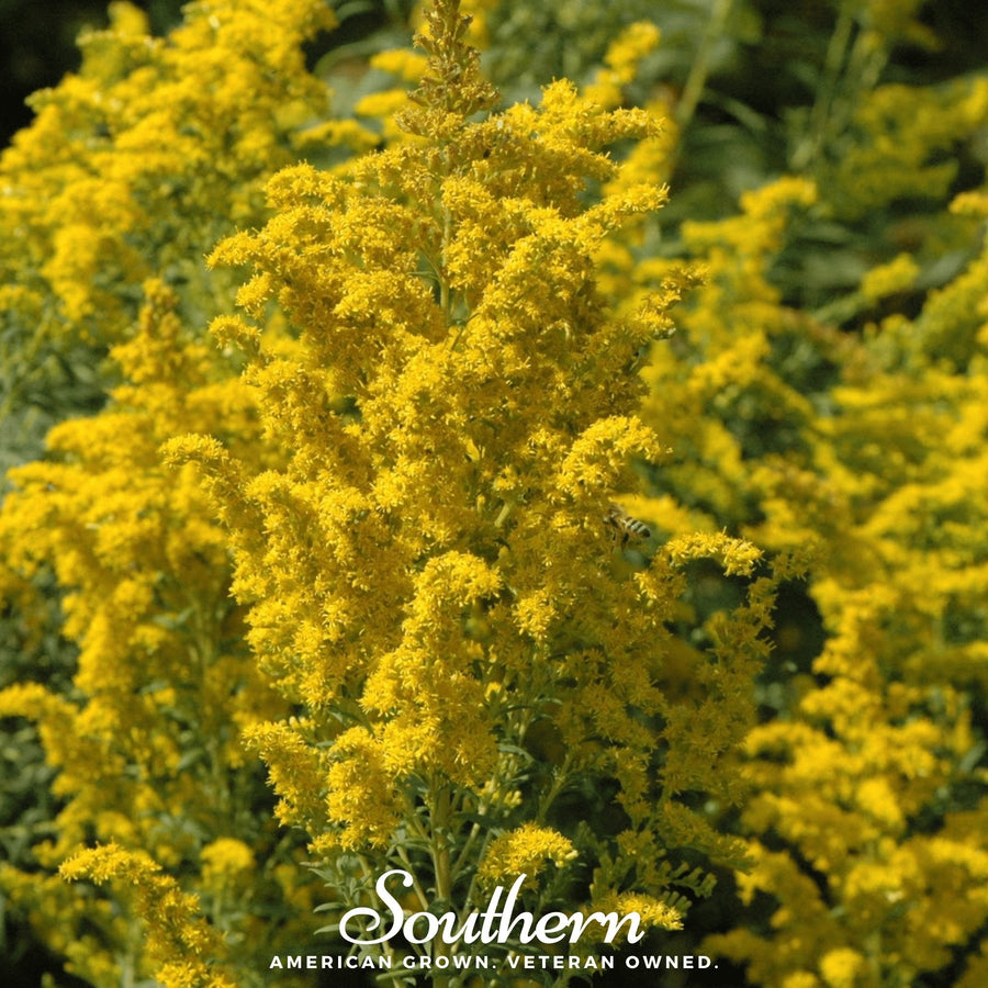Ohio Goldenrod