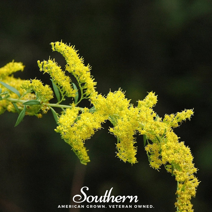 Ohio Goldenrod
