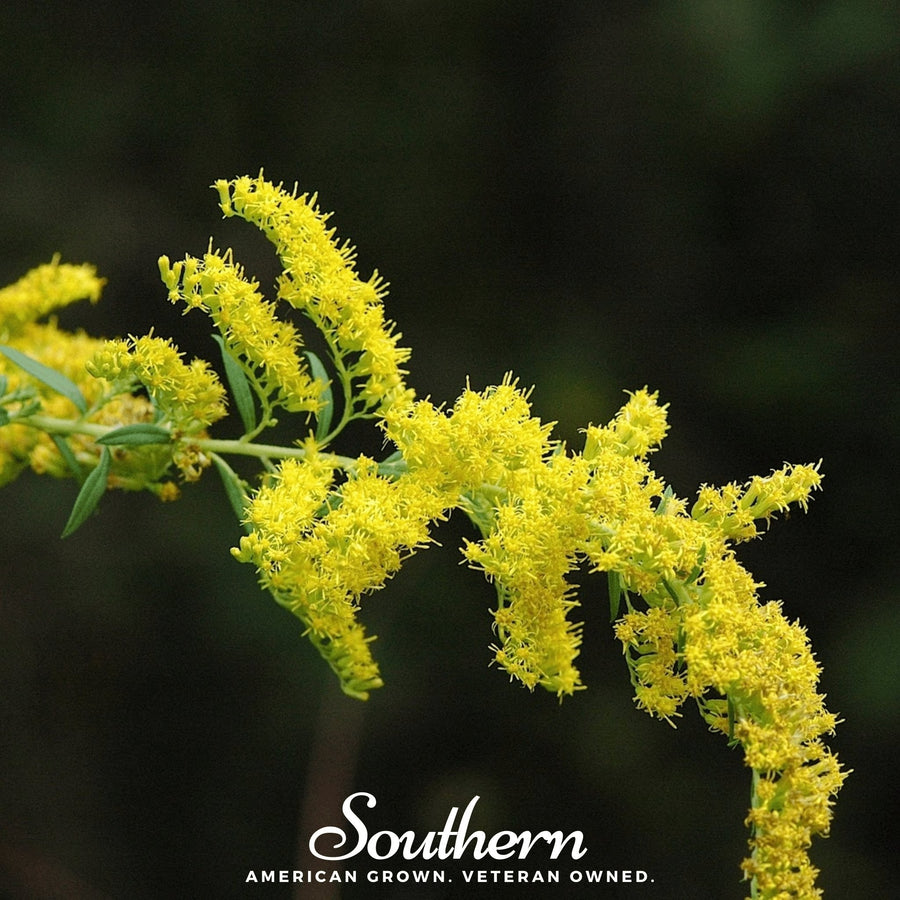Ohio Goldenrod