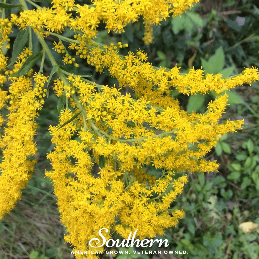 Ohio Goldenrod