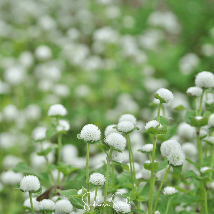White Globosa Gomphrena – 50 Seeds