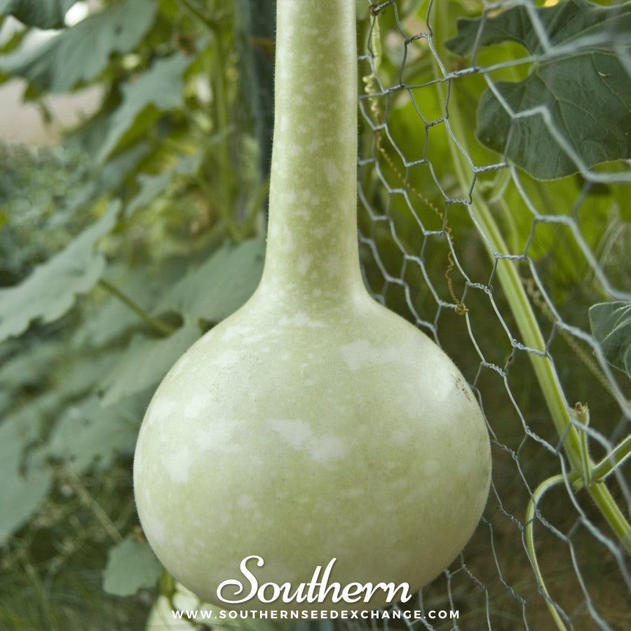 Dipper Gourd